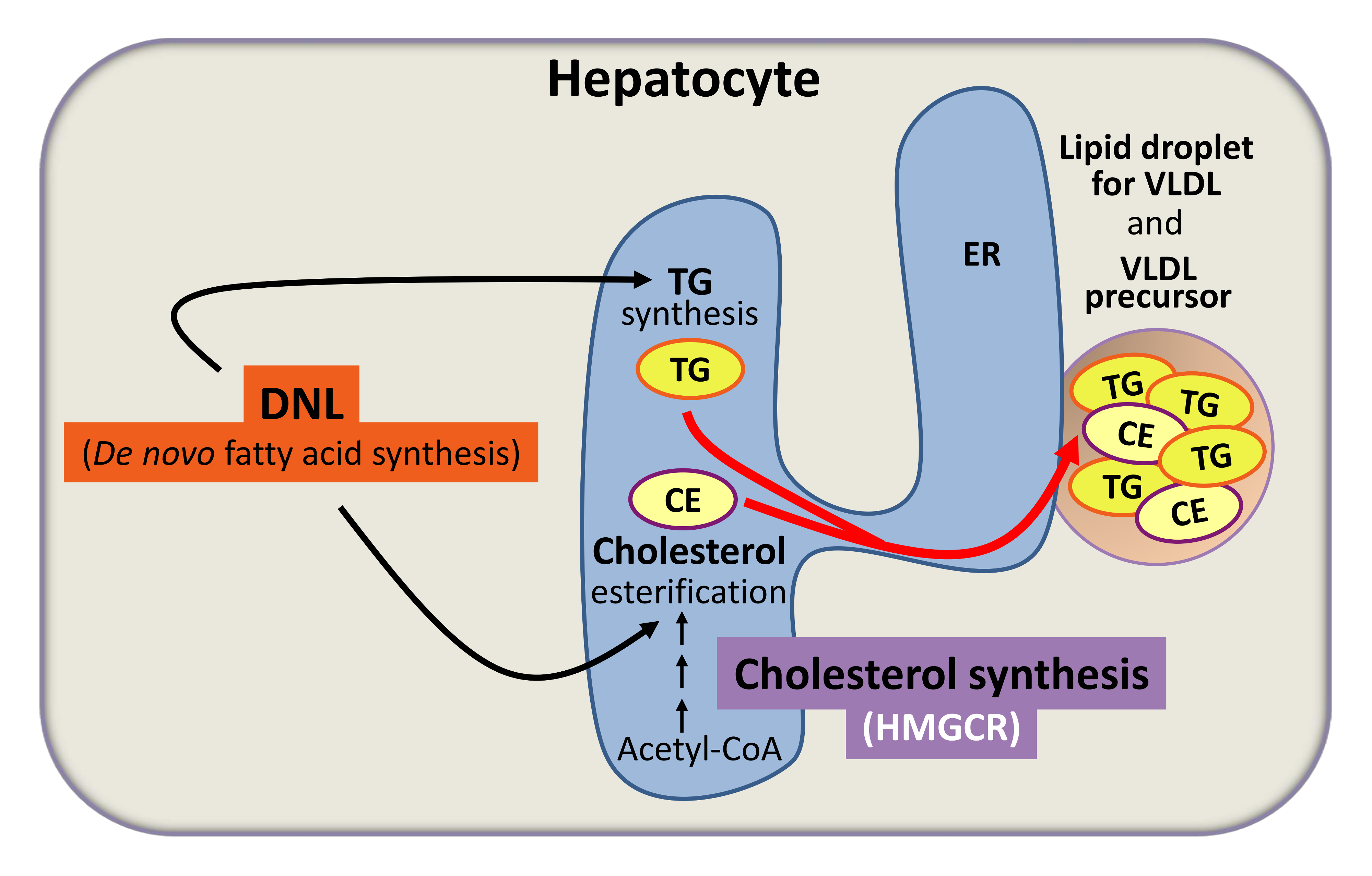 1. De novo synthesized fatty acids for VLDL-anabolism (simplified scheme). DNL, de novo lipogenesis; TG, triglyceride; CE, cholesteryl ester; ER, endoplasmic reticulum; VLDL, very low density lipoprotein; HMGCR, HMG-CoA reductase.