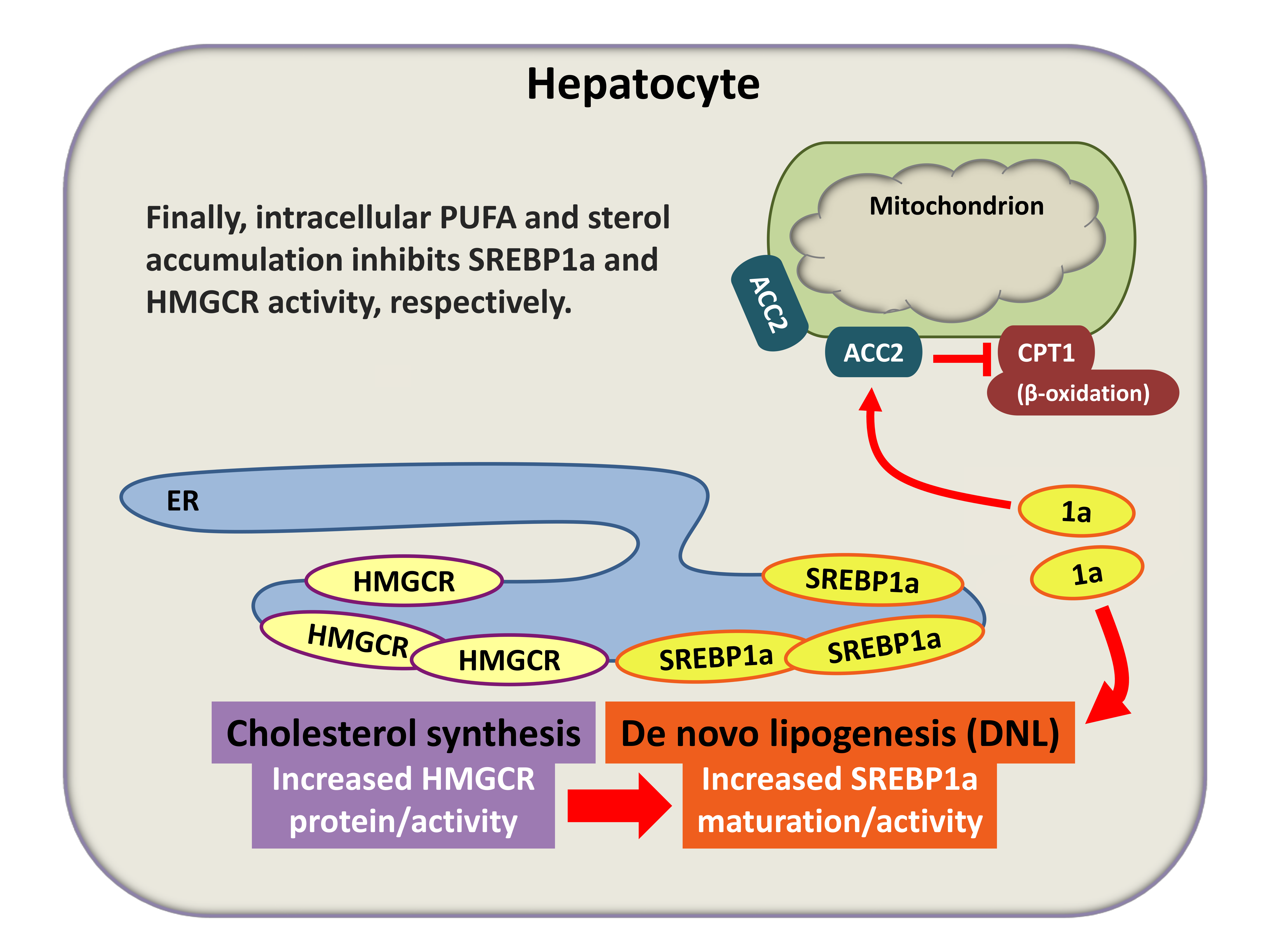 HMGCR-dependent SREBP1a maturation (simplified scheme). 1a, mature SREBP1a protein; ER, endoplasmic reticulum. (see section »PXR versus LXR«) 
