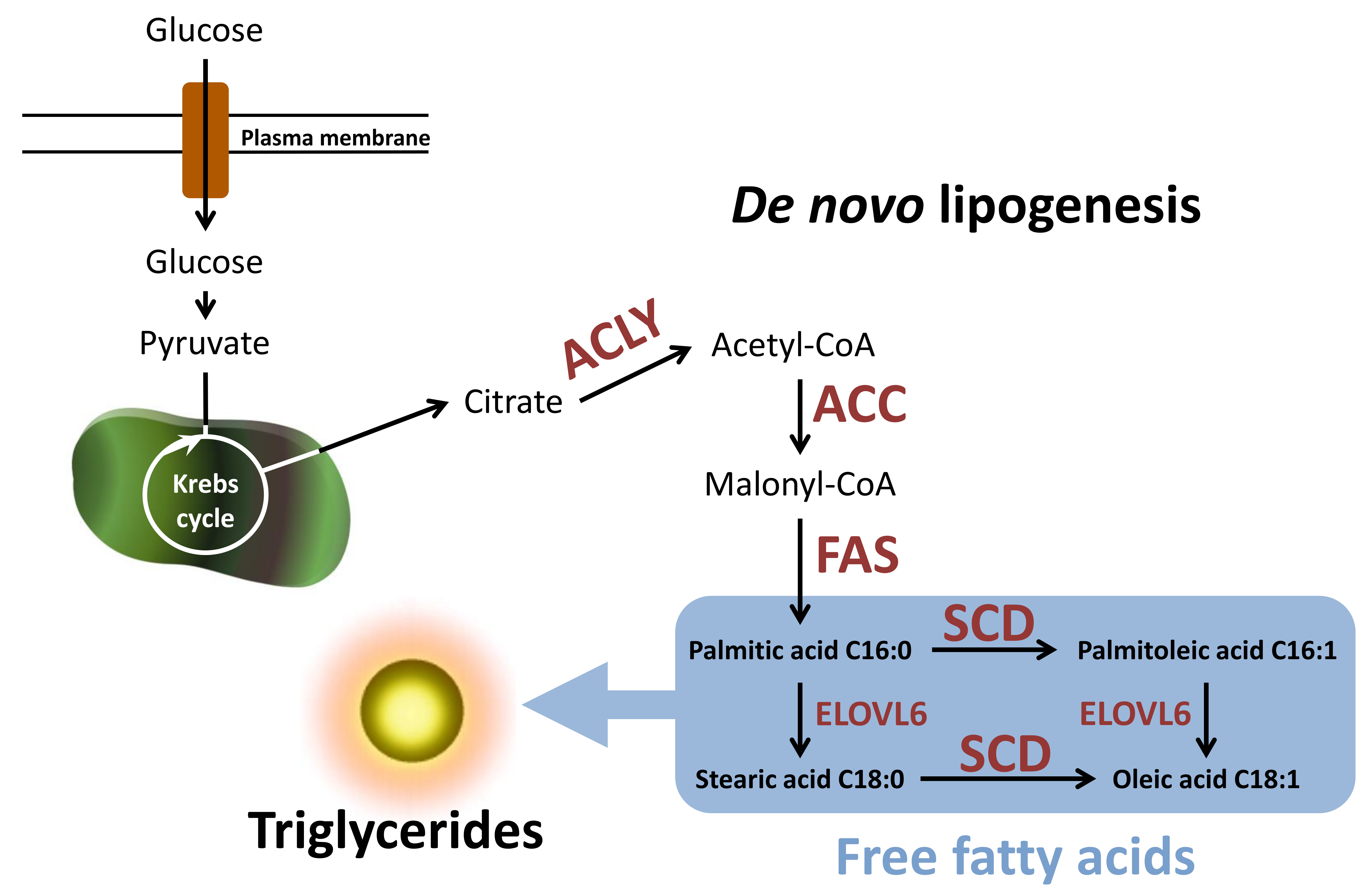 Figure 1: Simplified scheme of de novo lipogenesis (DNL) and its most important reaction steps. Glucose is used for the new synthesis of fatty acids and finally accumulates in the form of triglycerides in the cell. (for more details, please scroll down)