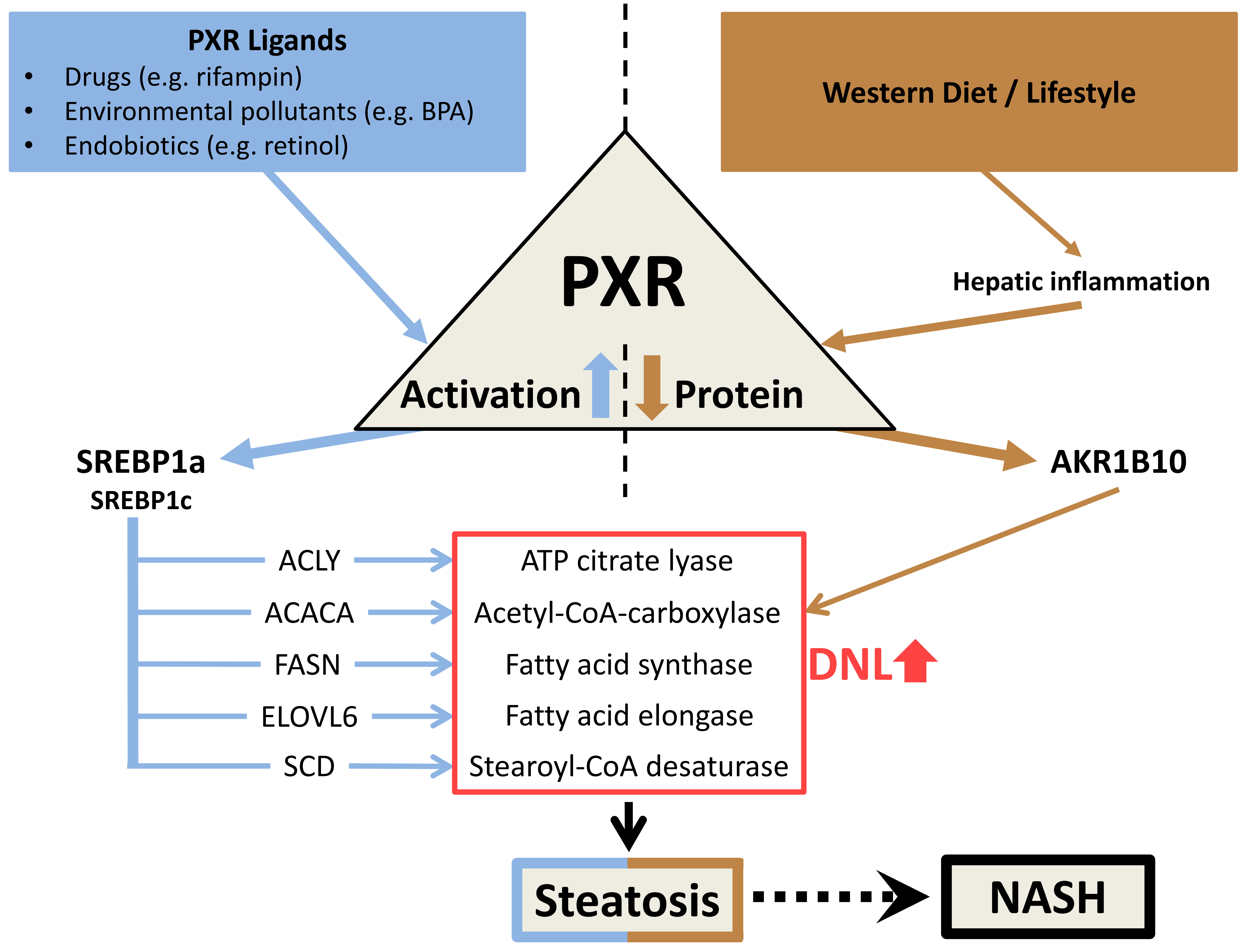 Figure 2: Scheme of the potential dual role of PXR in the development of human hepatic steatosis. (for more details, please scroll down)