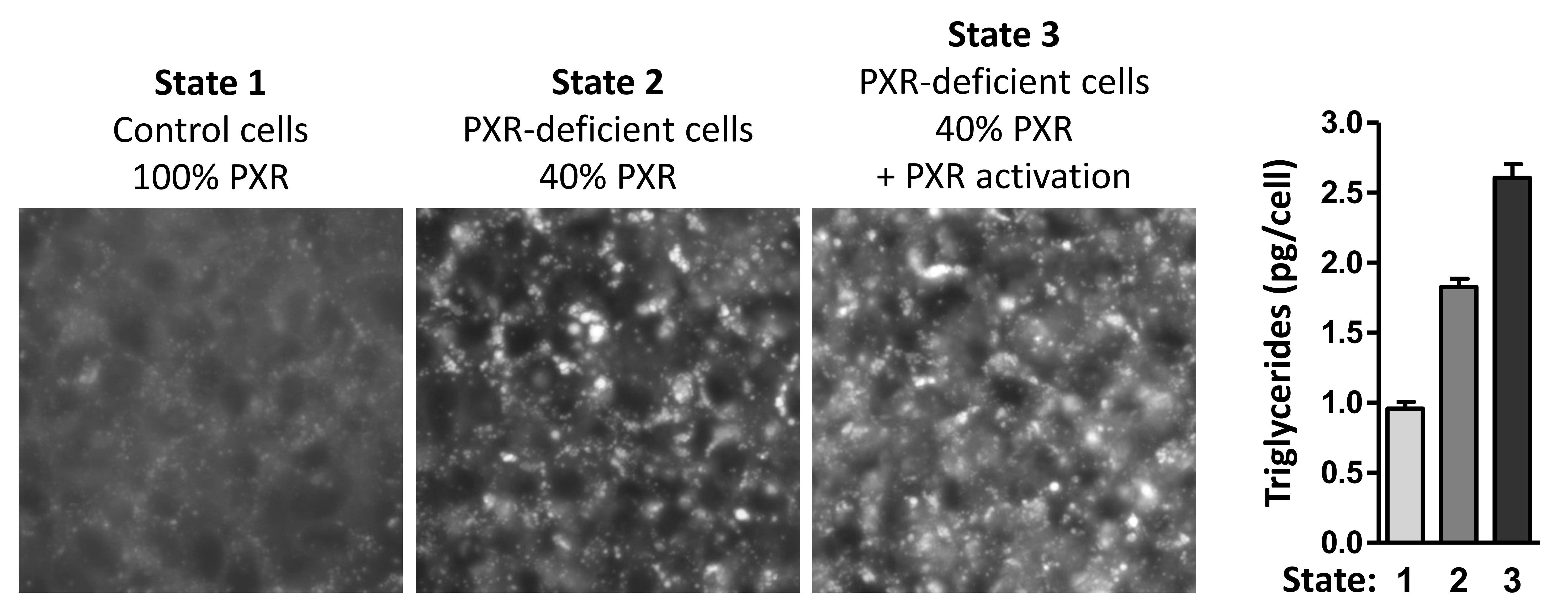 Figure 3: The combination of ligand-mediated PXR activation and PXR deficiency leads to the highest achievable hepatic steatosis. (for more details, see above)