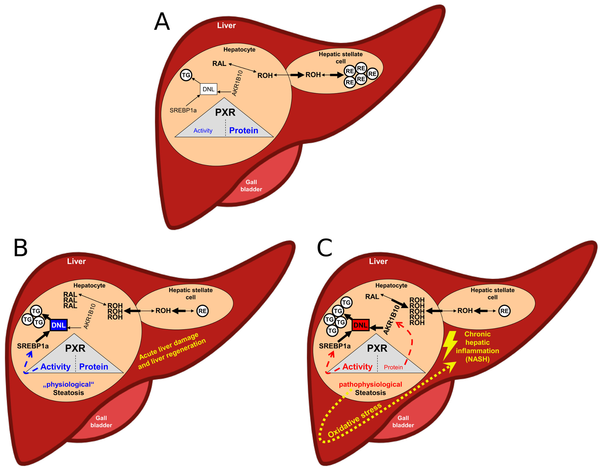 Figure 5: Hypothetical scheme of the physiological (B) and pathophysiological (C) PXR-dependent hepatic steatosis. A) Normal condition of the liver: low ligand-mediated PXR activity and high/stable protein content of PXR. RAL, retinal; ROH, retinol; RE, retinyl ester; TG, triglyceride; DNL, de novo lipogenesis. (for more details, see above)